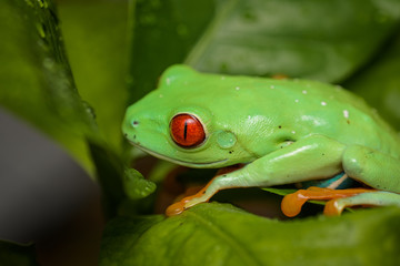 Red eyed tree frog on a coffee plant