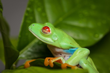 Red eyed tree frog on a coffee plant
