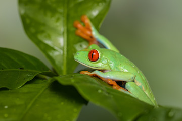 Red eyed tree frog on a coffee plant