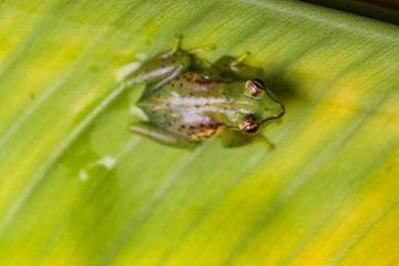 Young reed frog sitting on a big leaf