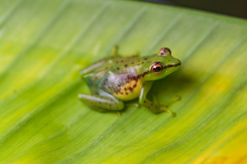 Young reed frog sitting on a big leaf