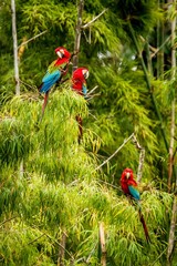 Flock of red parrots sitting on branches. Macaw flying, green vegetation in background. Red and green Macaw in tropical forest, Brazil, Wildlife scene from tropical nature. Birds in the forest.