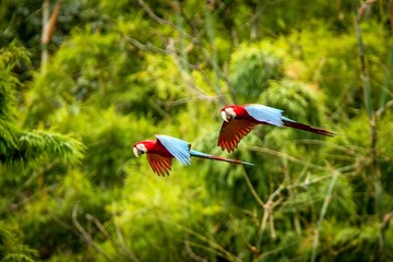 Red parrot in flight. Macaw flying, green vegetation in background. Red and green Macaw in tropical forest, Peru, Wildlife scene from tropical nature. Beautiful bird in the forest.