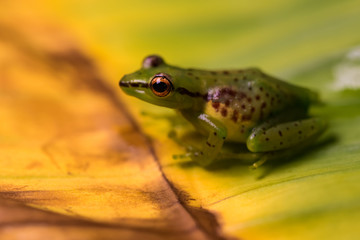 Young reed frog sitting on a big leaf
