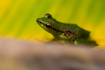 Young reed frog sitting on a big leaf