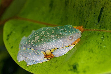 Splendid leaf frog on a big leaf