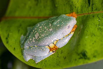 Splendid leaf frog on a big leaf
