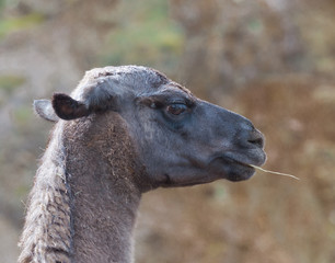 Obraz premium retrato de llama gesto de chulería