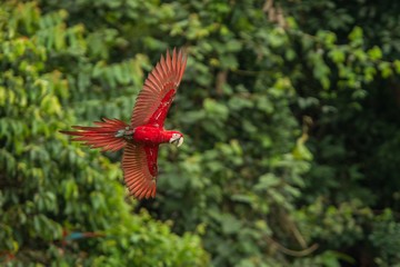 Red parrot in flight. Macaw flying, green vegetation in background. Red and green Macaw in tropical forest, Peru, Wildlife scene from tropical nature. Beautiful bird in the forest.
