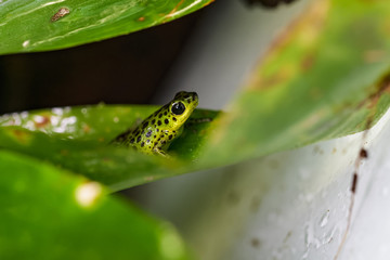 Strawberry poison frog sitting in a plant