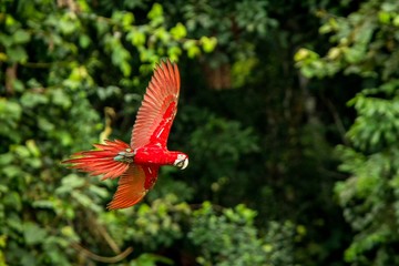 Red parrot in flight. Macaw flying, green vegetation in background. Red and green Macaw in tropical forest, Peru, Wildlife scene from tropical nature. Beautiful bird in the forest.