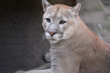 portrait of a cat