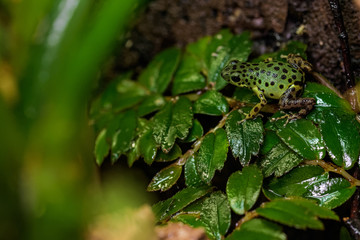 Strawberry poison frog sitting in a plant