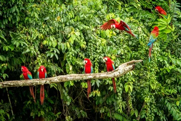 Rolgordijnen Red parrot in perching on branch, green vegetation in background. Red and green Macaw in tropical forest, Peru, Wildlife scene from tropical nature. Beautiful bird in the jungle. © Ji