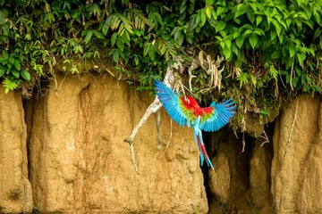 Red parrot in flight. Macaw flying, green vegetation in background. Red and green Macaw in tropical forest, Brazil, Wildlife scene from tropical nature. Beautiful bird in the forest.
