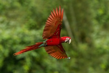 Red parrot in flight. Macaw flying, green vegetation in background. Red and green Macaw in tropical forest, Peru, Wildlife scene from tropical nature. Beautiful bird in the forest.
