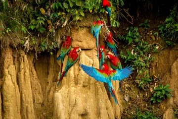 Foto op Canvas Red parrots on clay lick eating minerals, Red and green Macaw in tropical forest, Brazil, Wildlife scene from tropical nature. Flock of birds on clay brown wall © Ji