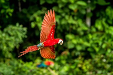 Red parrot in flight. Macaw flying, green vegetation in background. Red and green Macaw in tropical forest, Peru, Wildlife scene from tropical nature. Beautiful bird in the forest.
