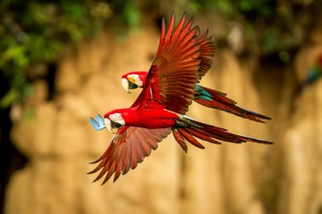 Two red parrots in flight. Macaw flying, green vegetation in background. Red and green Macaw in...