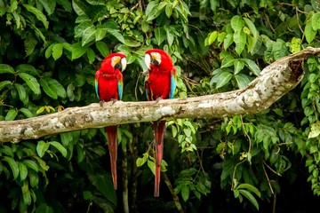 Red parrot in perching on branch, green vegetation in background. Red and green Macaw in tropical forest, Peru, Wildlife scene from tropical nature. Beautiful bird in the jungle.