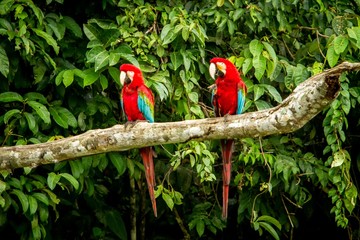Red parrot in perching on branch, green vegetation in background. Red and green Macaw in tropical forest, Peru, Wildlife scene from tropical nature. Beautiful bird in the jungle.