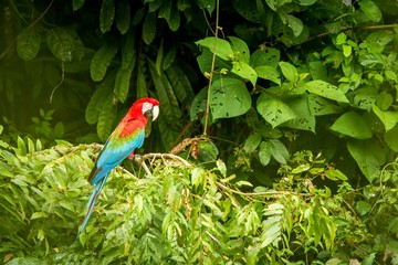 Red parrot in perching on branch, green vegetation in background. Red and green Macaw in tropical forest, Peru, Wildlife scene from tropical nature. Beautiful bird in the jungle.