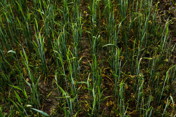 Green sprouting rye agricultural field in spring. Sprouts of rye.