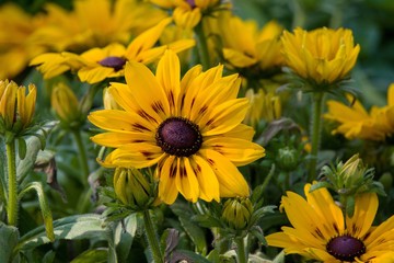 yellow flowers in garden