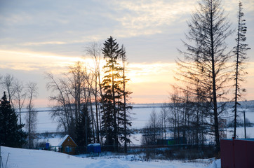 beautiful winter in the forest