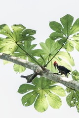 Lineated woodpecker (Dryocopus lineatus) on tree in Manu National Park, Peru, beautiful birds in amazon rain forest, high key photo, wildlife scene from nature, branch with big leaves