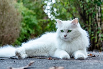 Weiße flauschige langhaar Katze liegt auf grauen Steinboden, Pfötchen nach vorne gestreckt, den Kopf aufrecht nach oben mit einem beobachtenden Blick nach vorne