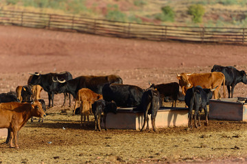 Bulls of Lidida in their herds.