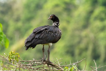 Horned Screamer - Anhima cornuta in Manu National park, Peru, bird from amazonian rain forest, green leaves in background, wildlife scene from nature