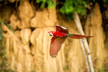 Red parrot in flight. Macaw flying, green vegetation and brown clay lick in background. Red and green Macaw in tropical forest, Peru, Wildlife scene from tropical nature. Beautiful bird in the forest.