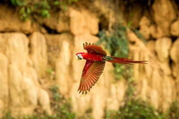 Two red parrots in flight. Macaw flying, green vegetation in background. Red and green Macaw in tropical forest, Brazil, Wildlife scene from tropical nature. Pair of beautiful birds in the forest.