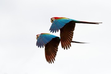 Two red parrots in flight. Macaw flying, white background, isolated birds,red and green Macaw in tropical forest, Brazil, Wildlife scene from tropical nature. Pair of beautiful birds in flying