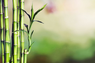 Fototapeta na wymiar Bamboo sticks with leaves on blurred natural background