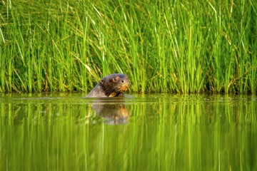 Giant otter (Pteronura brasiliensis) swims in lake in the peruvian Amazon jungle, Peru, green background, natural wildlife scene, watter animal, very inteligent creature, fishing, fish