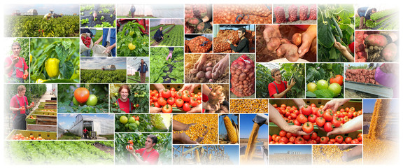 Food Production - Farming - Agriculture Collage
