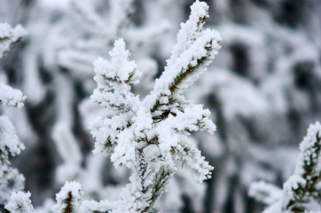 beautiful winter in the forest