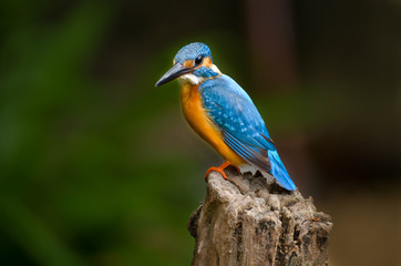Common kingfisher