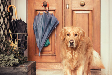 dog near door of home, the pet is guarding the entrance of house (there are some umbrellas on knob and in the umbrella stand) 