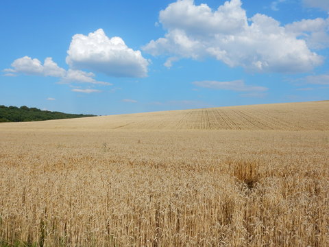 corn fields between Waldbrunn and Eisingen near Wurzburg, Franconia, Bavaria, Germany