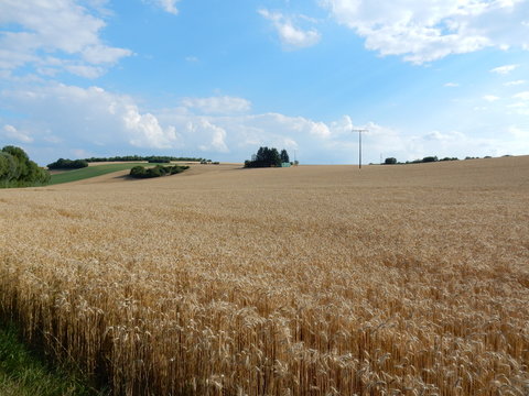 corn fields between Waldbrunn and Eisingen near Wurzburg, Franconia, Bavaria, Germany