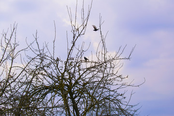 branches of tree on a background of blue sky