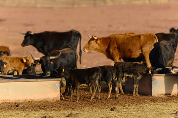 Bulls of Lidida in their herds.