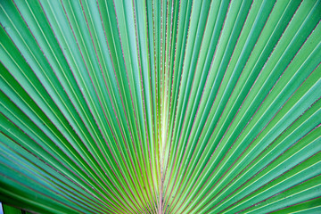 Obraz premium Palm leaf pattern