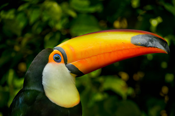 Toucan
