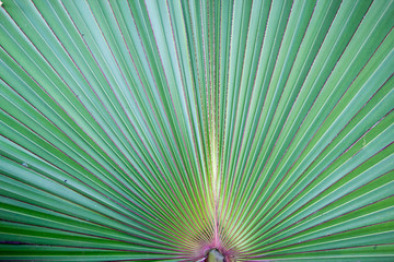 Palm leaf pattern