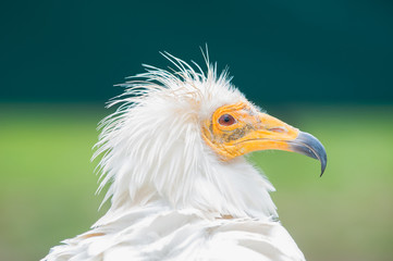 buitre blanco de perfil con fondo verde